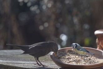 Female blackbird (Turdus merula) and blue tit (Cyanistes caeruleus) at a flower bowl with food,