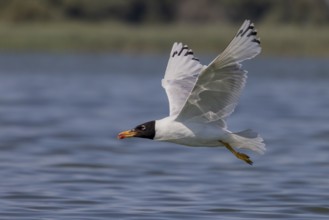 Herring gull (Ichthyaetus ichthyaetus), flying over the water, Danube Delta, Romania, Europe