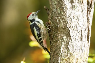 Middle spotted woodpecker (Dendrocopus medius) Germany
