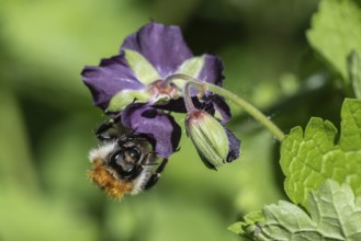 Field bumblebee (Bombus pascuorum) on cranesbill (Geranium phaeum), Emsland, Lower Saxony, Germany,
