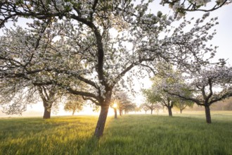 Fresh blossom, morning light, ground mist... simply magical! Foothills orchard meadow in bloom -