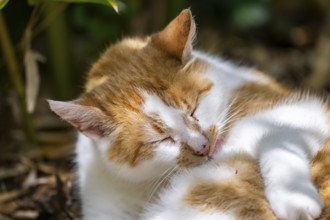 Domestic cat (Felis catus), portrait, Bavaria, Germany, Europe