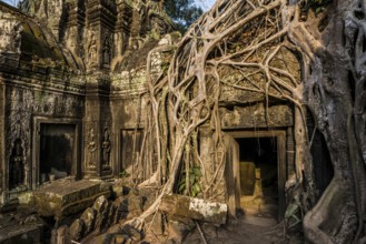 Ta Prohm, Angkor Wat, Angkor, UNESCO World Heritage Site, Siem Reap, Cambodia, Indochina, Southeast