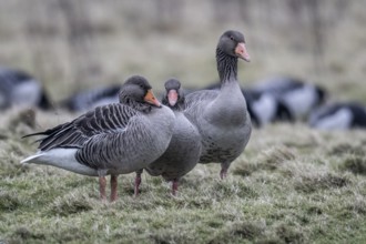 Greylag geese (Anser anser), Amrum, Schleswig-Holstein, Germany, Europe
