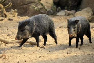 Collared peccary (Peccari angulatus), adult, running, pair, two, foraging, South America