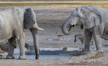 Elephants in Etosha National Park, Namibia, Africa