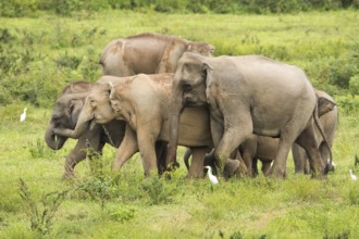 Indian elephants (Elephas maximus indicus), Khiri Khan, Hua Hin, Kui Buri National Park, Thailand,