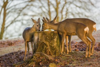 A female roe deer (Capreolus capreolus) and her two fawns nibbling moss from a tree stump at