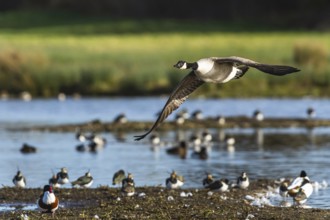 Canada Goose, Branta canadensis bird in flight over winter Marshes, Devon, England, United Kingdom,
