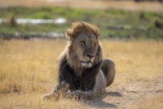 Lion (Panthera leo), adult male, lying in dry grass, Khwai, Okavango Delta, Moremi Game Reserve,