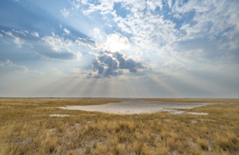 Plain with dry yellow grass, dramatic clouds with sunbeams, Nxai Pan National Park, Botswana,