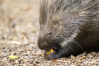Old World porcupines (Hystrix cristata), Germany, Europe