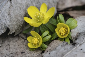 Winter aconite (Eranthis hyemalis), Emsland, Lower Saxony, Germany, Europe