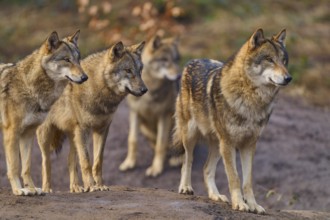 Wolf (Canis lupus), four wolves standing together on a hill in a natural environment, Germany,