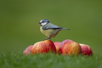 Blue tit (Cyanistes Caeruleus) adult bird on a pile of apples on a garden grass lawn, England,