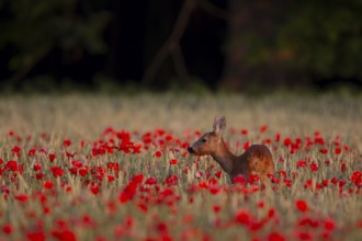Roe deer (Capreolus capreolus) adult female doe feeding on a poppy plant in a farmland cereal crop