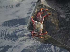 Red rock crab (Grapsus adscensionis) with red legs moving on a rock at the water's edge, Puerto de
