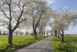 Old cherry tree avenue (Prunus) in bloom, Klipphausen, Saxony, Germany, Europe