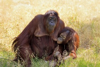 Borneo Orang Utan (Pan Paniscus), adult, female, mother, juvenile, suckling, on ground, social