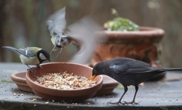 Great tit (Parus major) and blackbird (Turdus merula) foraging from a flower bowl, Bavaria,