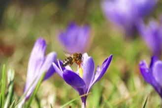 Bee, crocus blossom, early March, Germany, Europe