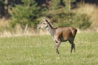 Red deer (Cervus elaphus) female, doe in a forest clearing, wildlife, Sauerland, North