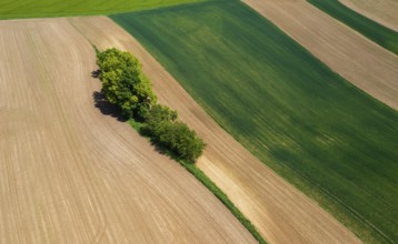 Drone view, group of trees on a ploughed field, agricultural landscape, Innviertel, Upper Austria,