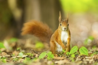 Red squirrel (Sciurus vulgaris) in a forest, Bavaria, Gernany