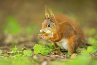 Red squirrel (Sciurus vulgaris) in a forest, Bavaria, Gernany