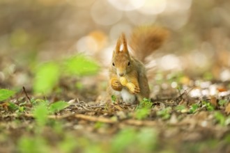 Red squirrel (Sciurus vulgaris) in a forest, Bavaria, Gernany