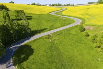 Aerial view of the winding serpentine road between blossoming rapeseed fields from Reifland to