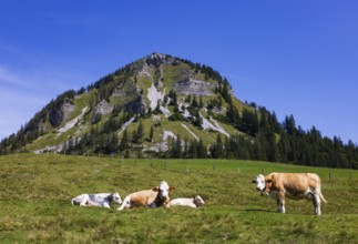 Herd of cattle on the Genneralm with Holzeck, Osterhorn group, Salzkammergut, Salzburg province,