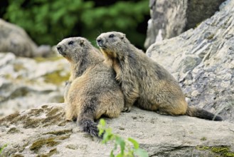 Two alpine marmots (Marmota marmota), sitting on rocks, Switzerland, Europe