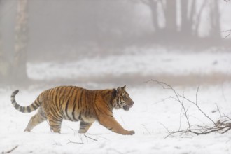 One young Siberian Tiger, Panthera tigris altaica, running thru an open forest with dense fog in