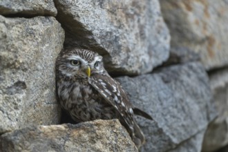 One little owl (Athene noctua) sitting on a stone inside the ruins of an ancient castle