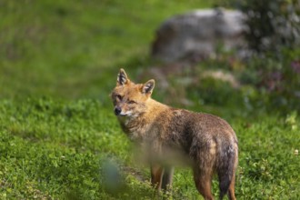 One golden jackal (Canis aureus) standing on green grass on a sunny day