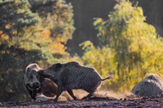 Two wild boars or wild pigs (Sus scrofa) fight in a clearing on hilly terrain. In the background