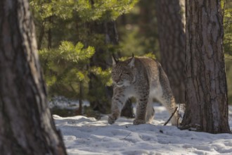 One young male Eurasian lynx, (Lynx lynx), walking over a snow covered forest ground in early