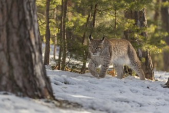 One young male Eurasian lynx, (Lynx lynx), walking over a snow covered forest ground in early