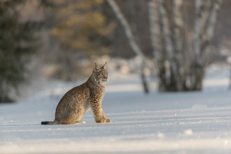 One young male Eurasian lynx, (Lynx lynx), sitting on a snow covered meadow with a forest in the