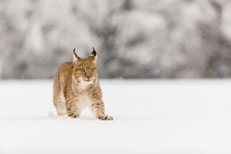 One young male Eurasian lynx, (Lynx lynx), walking over a deep snow covered meadow with a forest in
