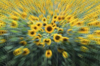 Sunflowers (Helianthus annuus), an abstract image of a crop of flowering plants, Hesse, Germany,