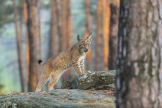 One young Eurasian lynx, (Lynx lynx), standing on a rock in a forest. Early morning light at