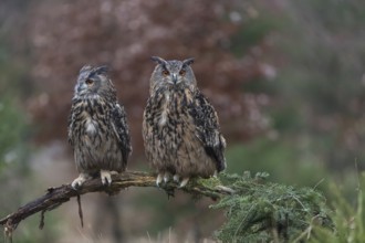 One female and one male Eurasian Eagle Owl, Bubo bubo, perched on a branch. A forest in autumn