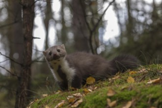 One beech marten (Martes foina) running thru a forest of pines. Trees and undergrowth around