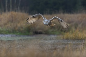 One Siberian Eagle Owl (Bubo bubo sibiricus) flying over tall reed grass lakeshore on an autumnal