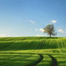 Solitary oak tree in the evening light, green field with rolling hills in spring, near Triptis,