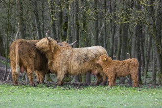 A family of Highlands (Bos (primigenius), a bull, a cow and a calf stand at a forest edge