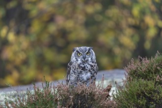 One adult Great horned owl (Bubo virginianus) sitting on the ground between heather. A forest in
