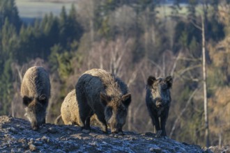 Four wild boar or wild pig (Sus scrofa) standing on a small hill on an opening. First sweet morning